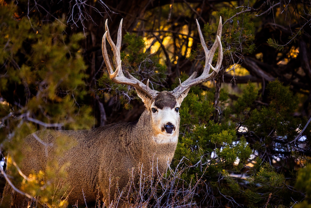 Mule deer buck standing among trees