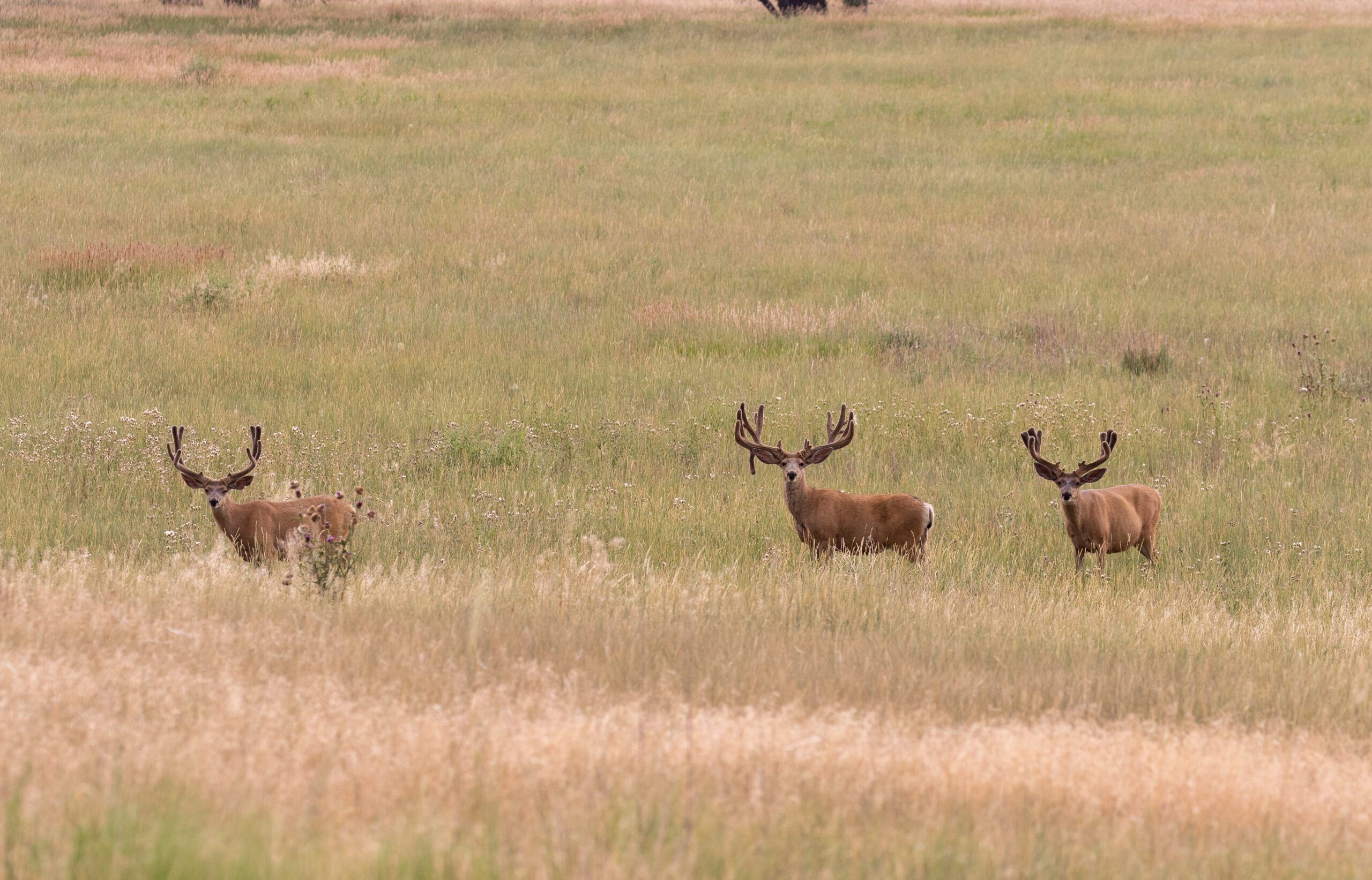 Three mule deer bucks grazing in a grassy meadow.