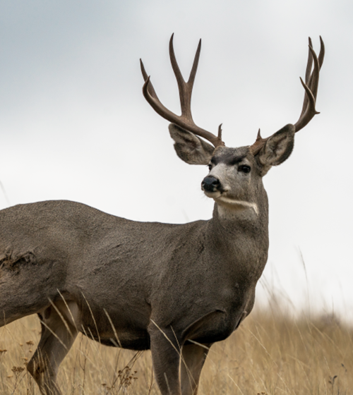 Hunter posing with a mule deer in a natural setting.