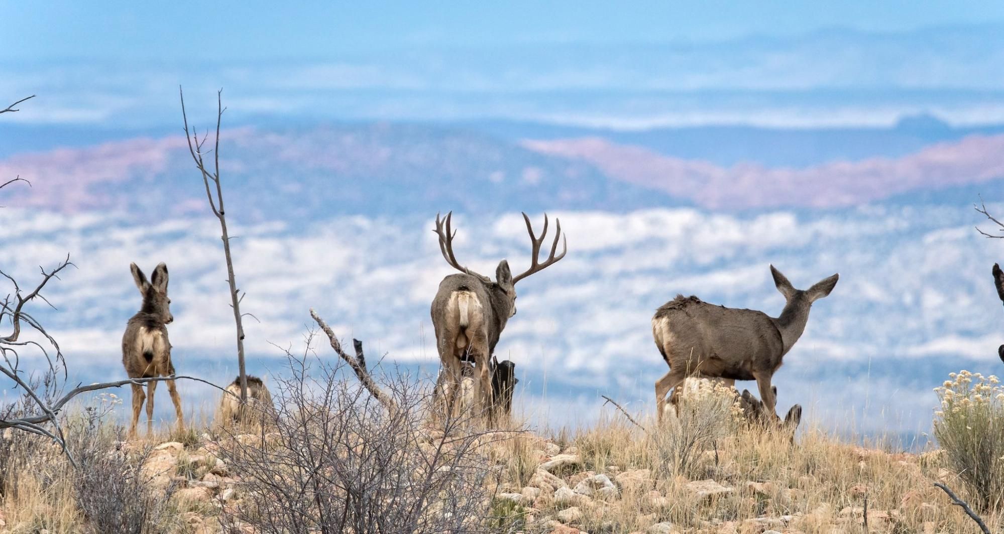 A group of mule deer on a hillside with mountains in the background.