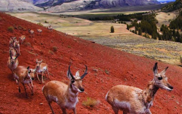 Group of mule deer running across red hills