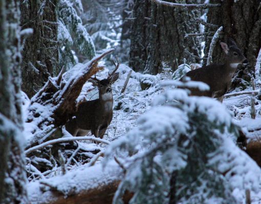Mule deer fawns in a snowy forest setting.