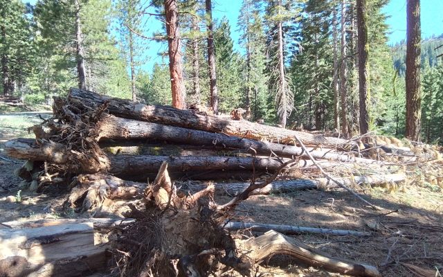 Fallen logs in a forest setting