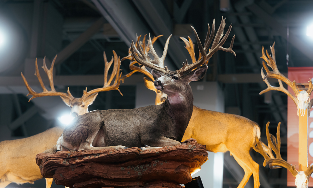 Mule deer taxidermy display at an exhibition.