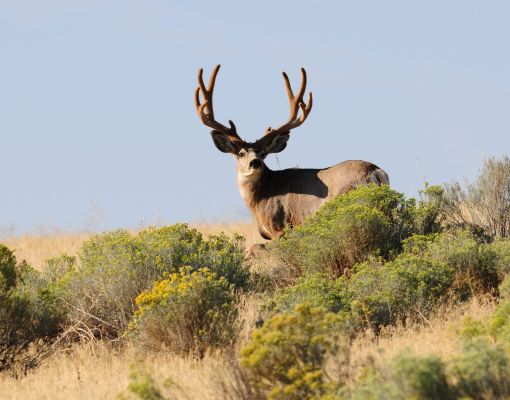 Mule deer buck standing in sagebrush habitat