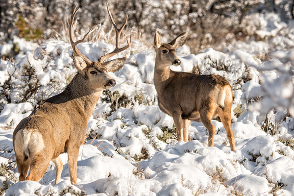 Mule deer buck and doe in a snowy landscape