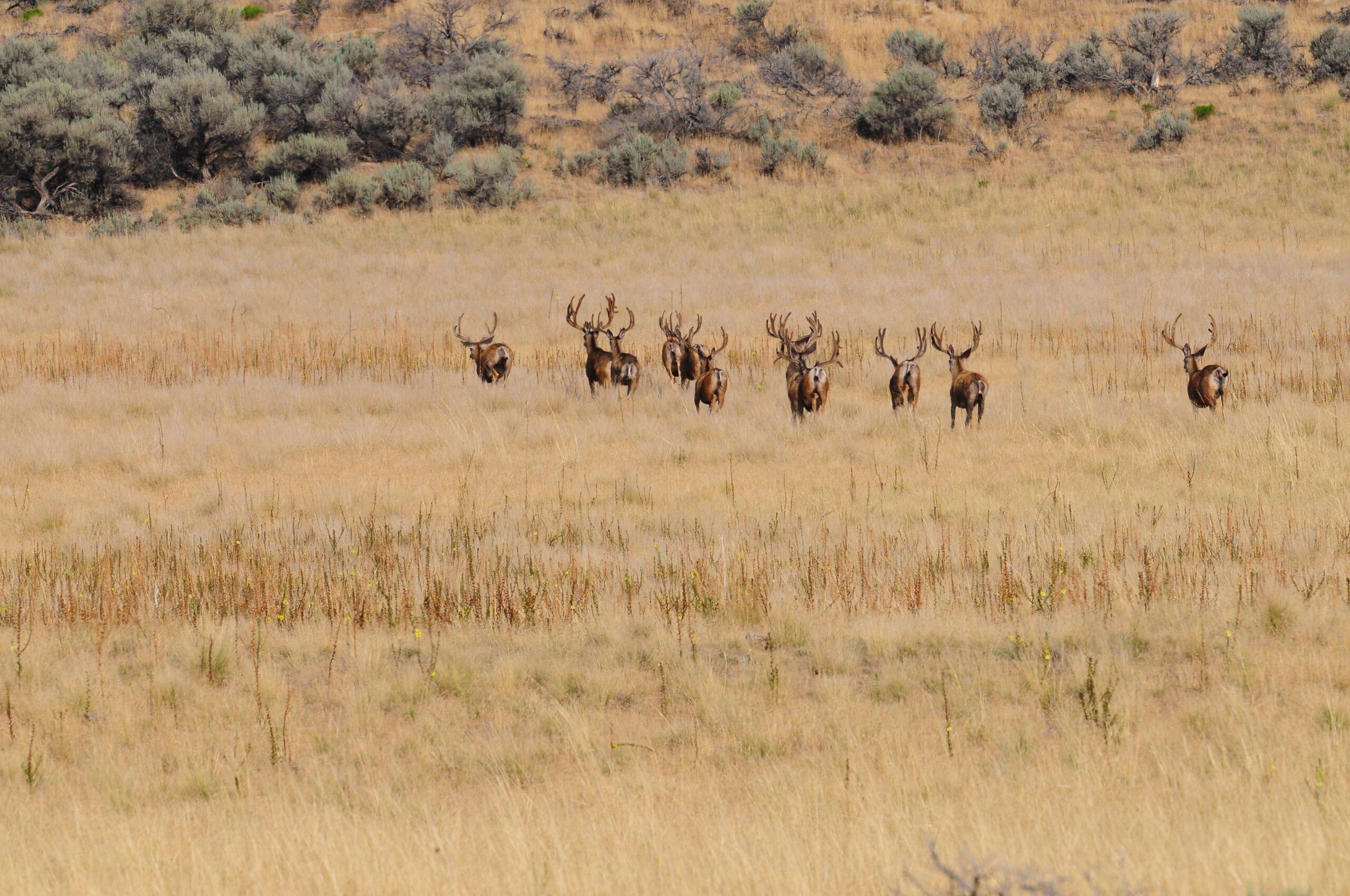 Group of mule deer bucks standing in a meadow.