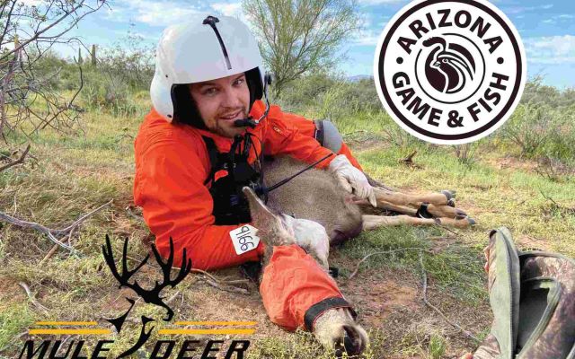 Wildlife rehabilitation worker attending to a mule deer in Arizona.