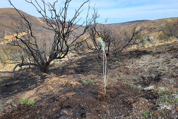 New plant growth in a wildfire-affected area