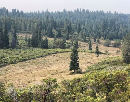 Meadow landscape in a coniferous forest with grazing area