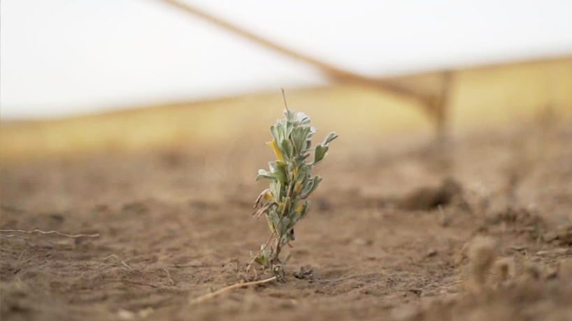 Sagebrush plant emerging from dry soil