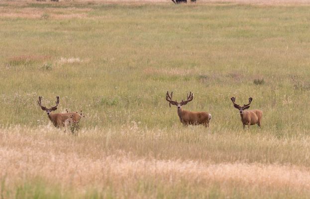 Three mule deer bucks grazing in a grassy meadow.
