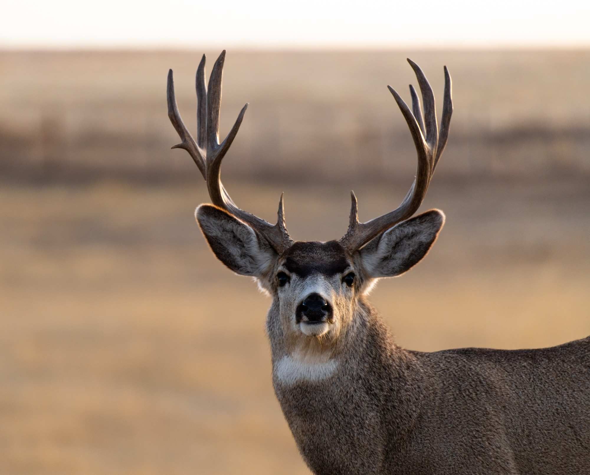 Close-up portrait of a mule deer buck with antlers in a grassy field.