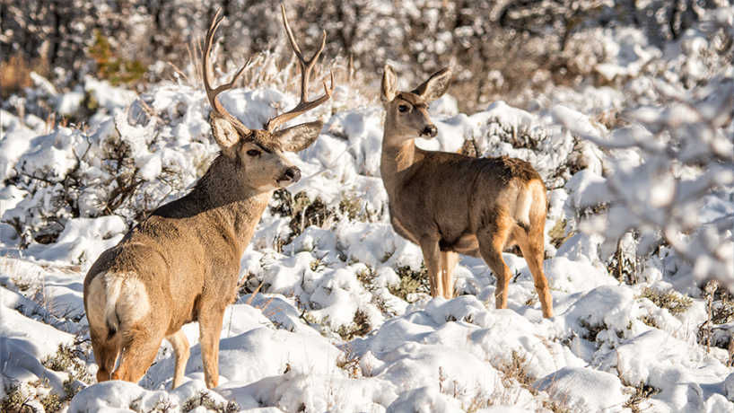 Mule deer buck and doe in a snowy landscape