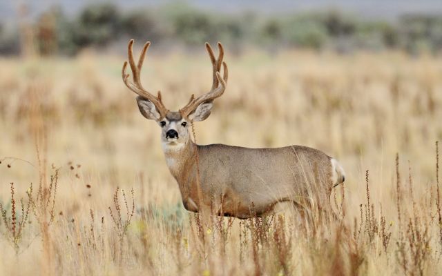 Mule deer buck standing in a grassland setting.