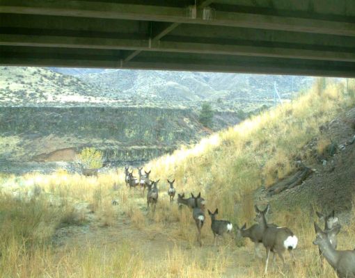 Mule deer walking beneath a bridge in mountainous terrain.