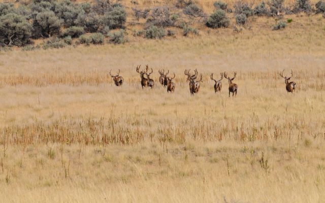 Group of mule deer bucks standing in a meadow.