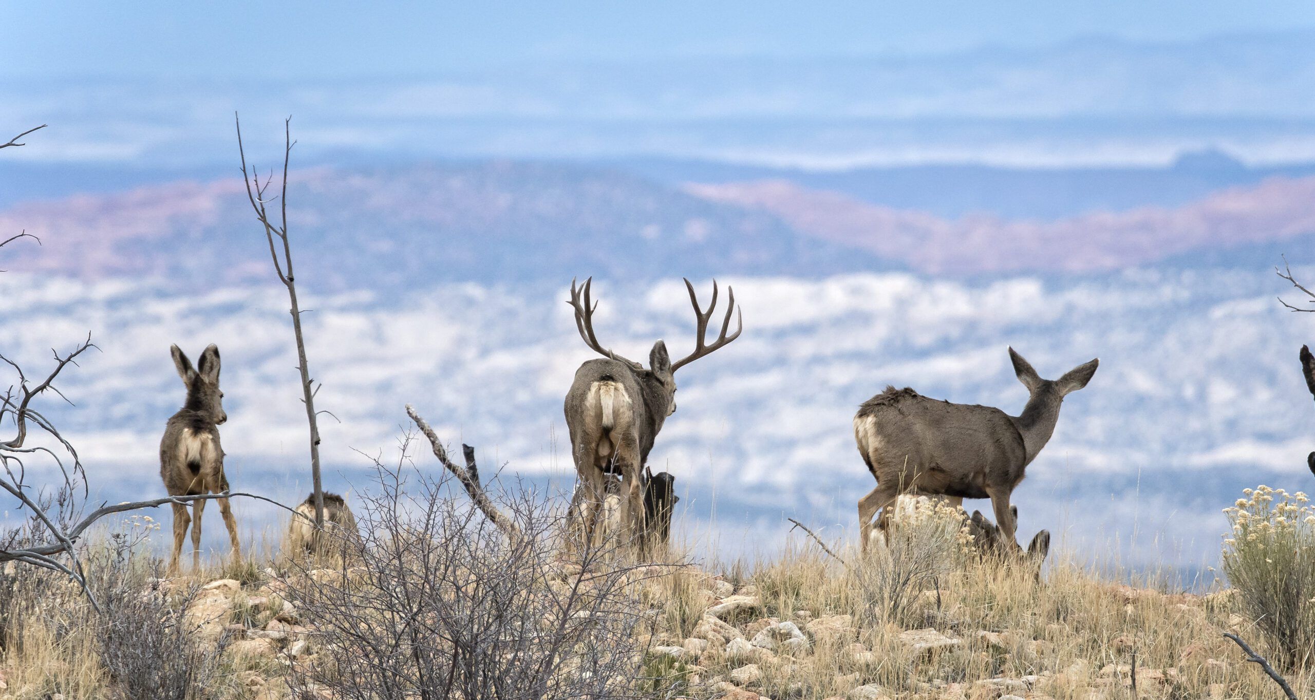Mule deer grazing in a mountainous setting.