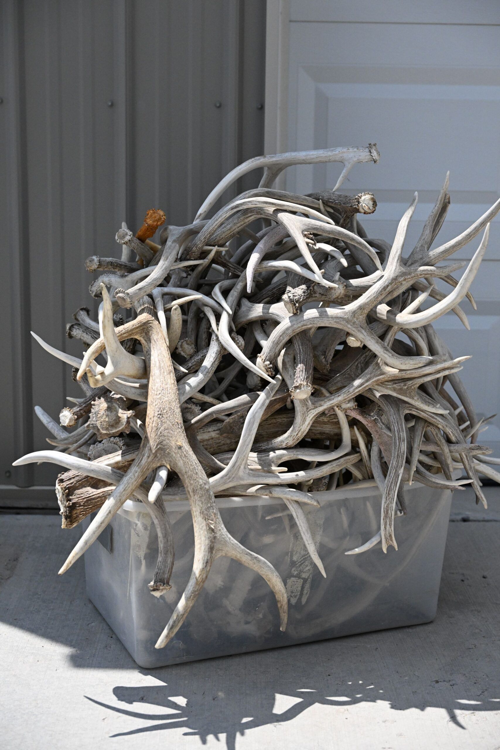 A pile of shed deer antlers in a container.
