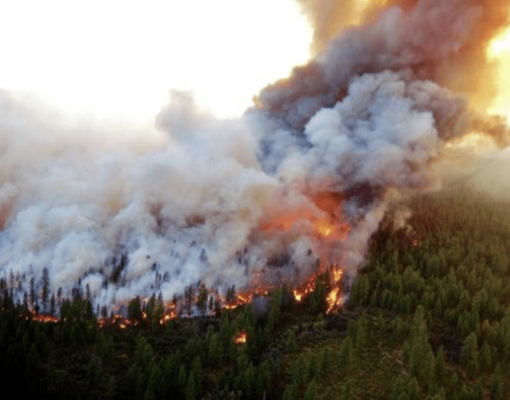 Wildfire burning through a forest area with smoke and flames.