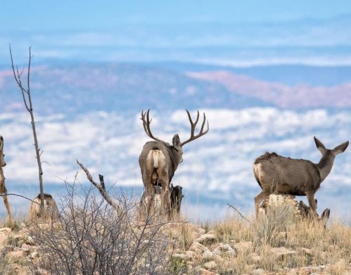 A group of mule deer on a hillside with mountains in the background.