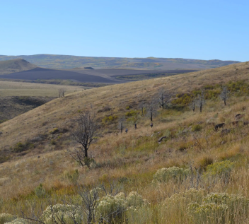Mule deer habitat on a grassy hillside with distant hills.