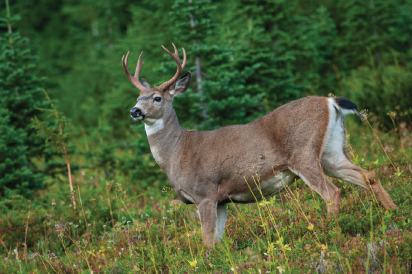 Black-tailed deer in the woods