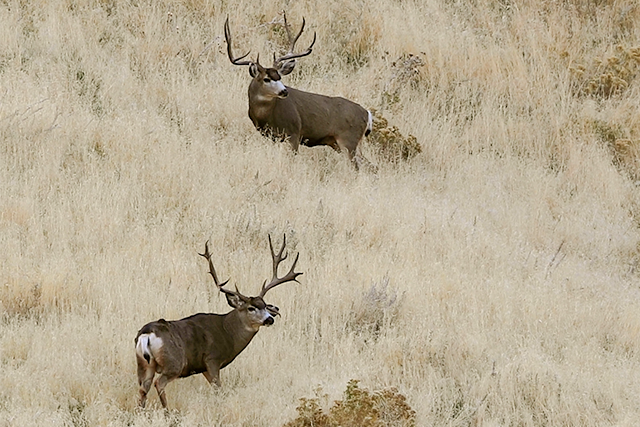 Two mule deer bucks in a grassy hillside habitat.