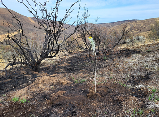 New plant growth in a wildfire-affected area