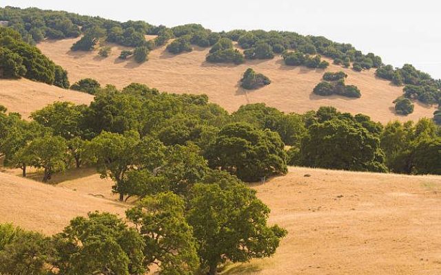Sunlit hillside with oak trees in a dry landscape.
