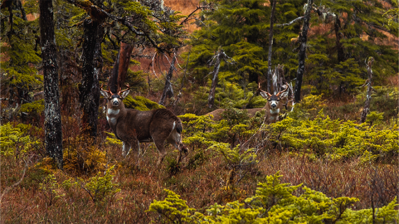 Two mule deer bucks in a dense forest setting.