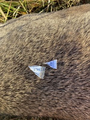 Tagged fur samples from a mule deer used for research purposes.