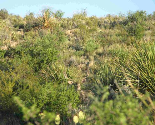 Mule deer buck camouflaged in desert shrubland habitat.
