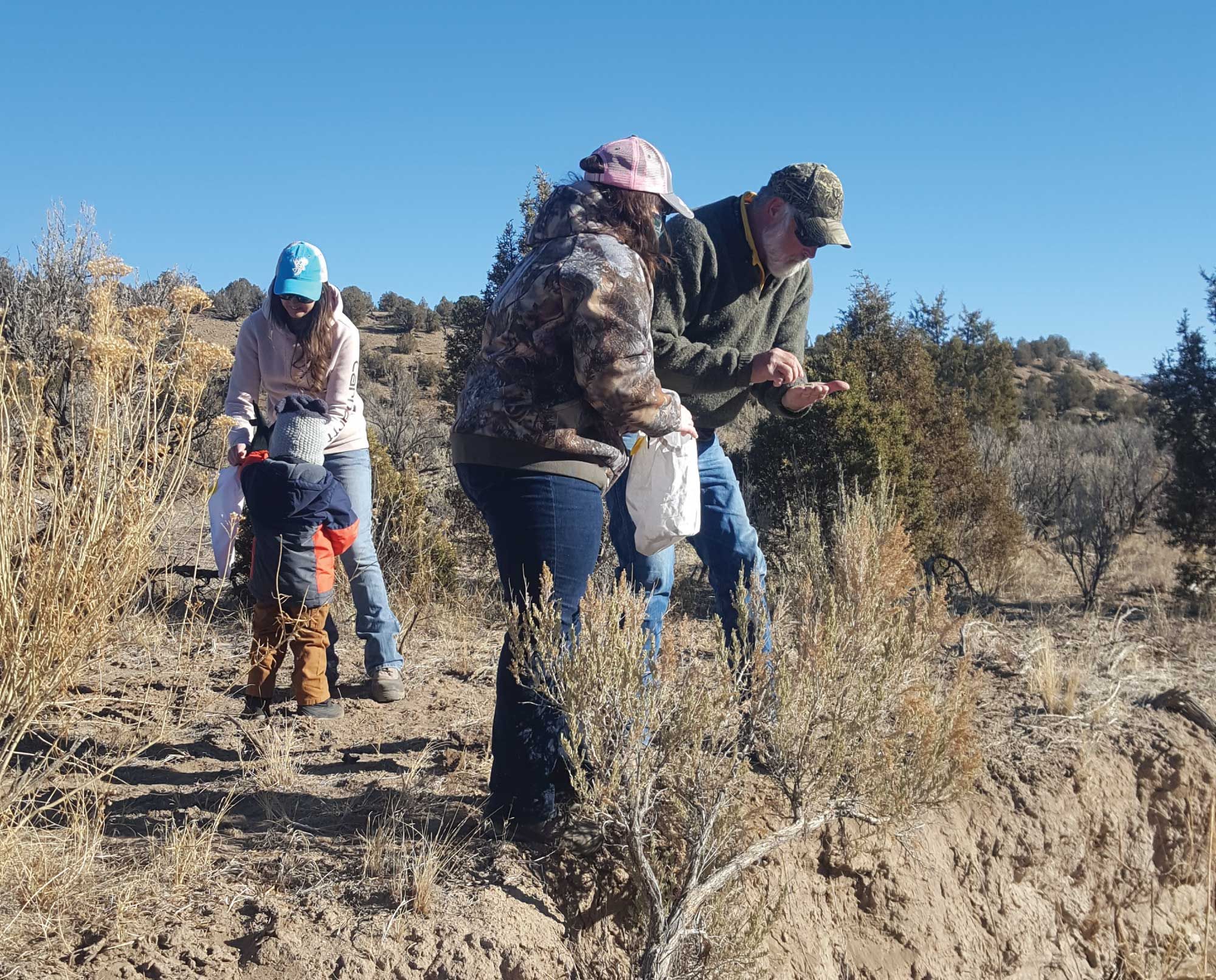 Volunteers engaging in habitat restoration in a sagebrush ecosystem.