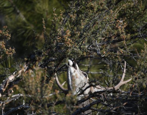 Mule deer buck reaching for foliage in dense brush.