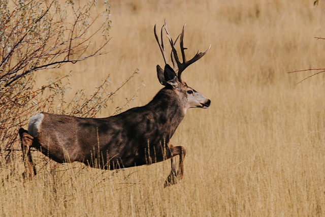 Mule deer buck running through a grassy field.