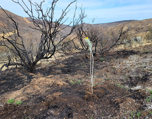 New plant growth in a wildfire-affected area
