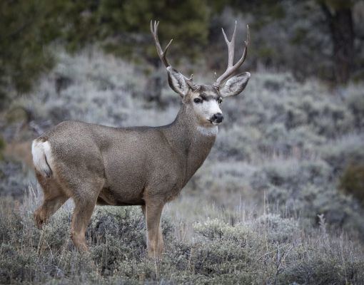 Mule deer buck in sagebrush habitat
