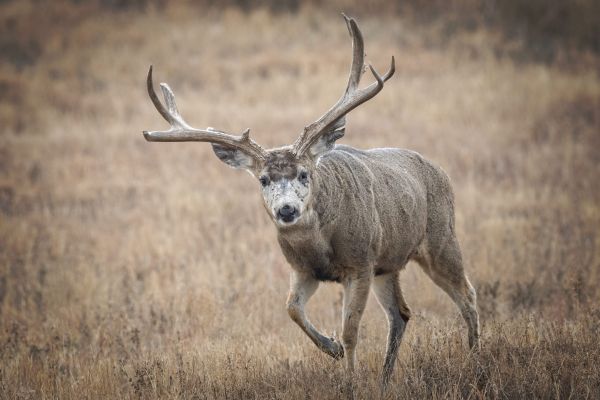 Mule deer buck walking in a grassy field.