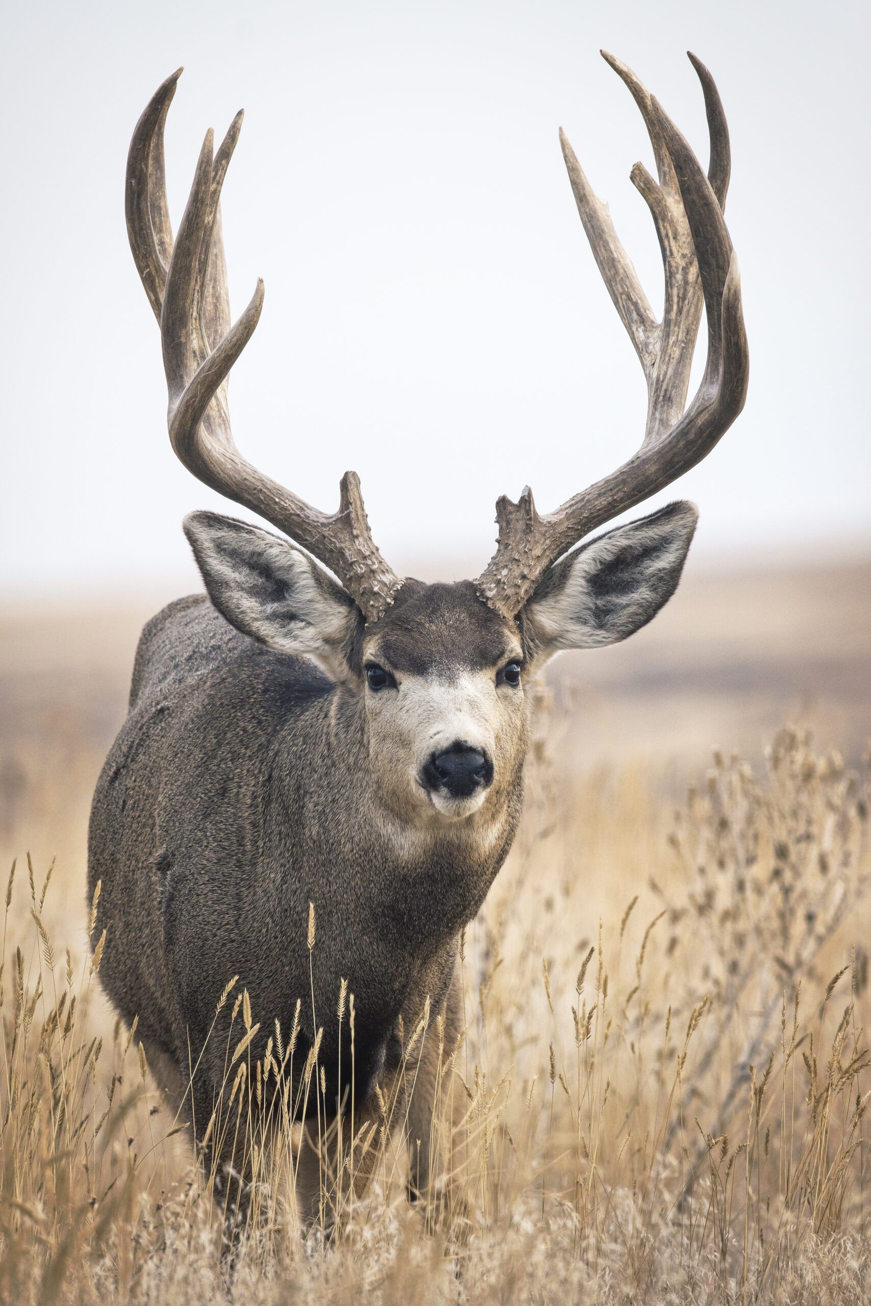 Mule deer buck standing in tall grass in a natural setting.