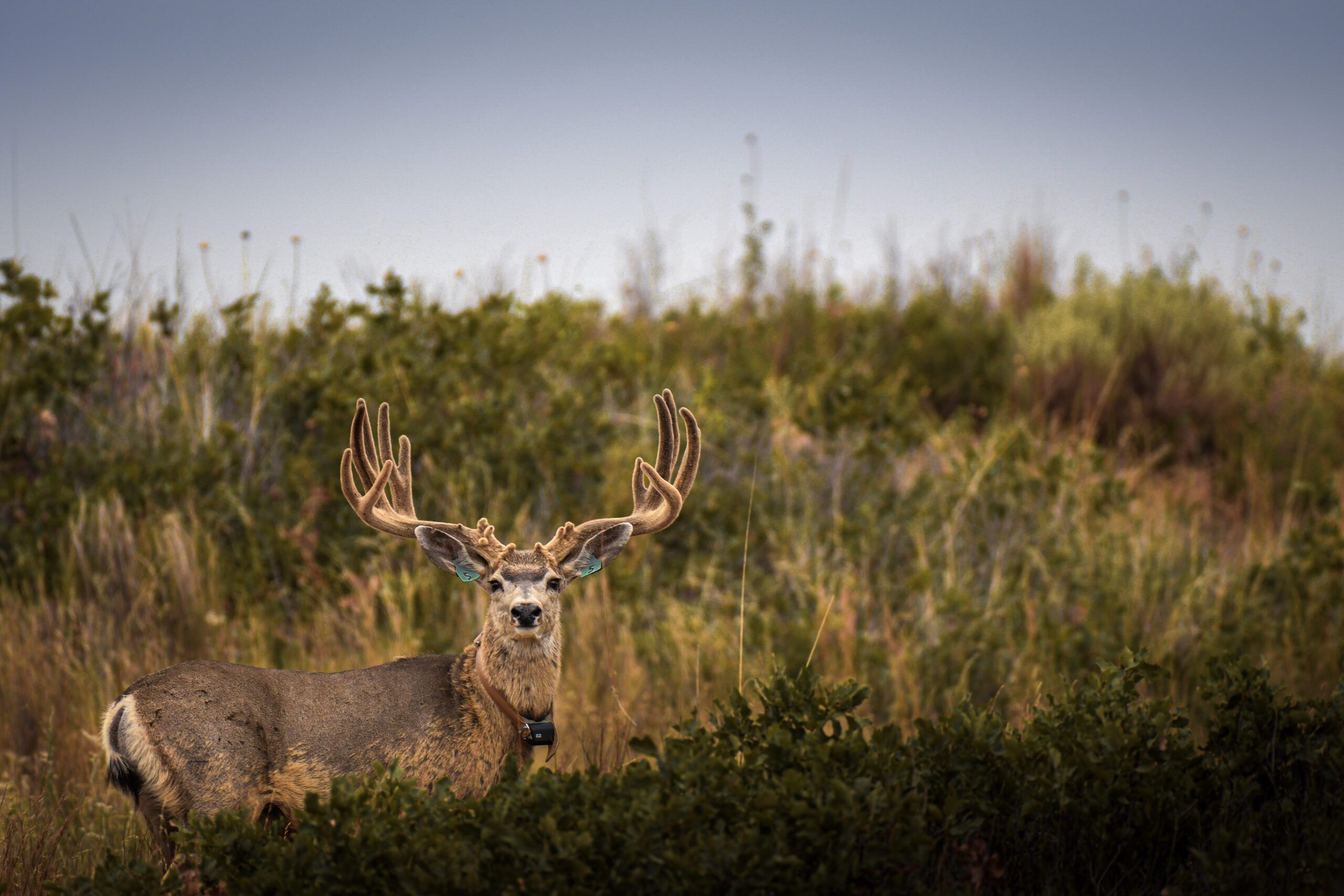 Mule deer buck standing in a grassy area with vegetation.