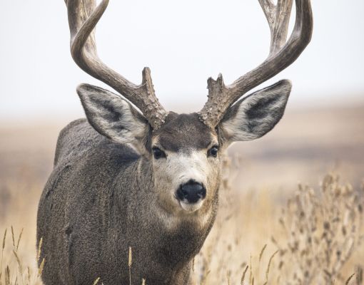 Mule deer buck standing in tall grass in a natural setting.