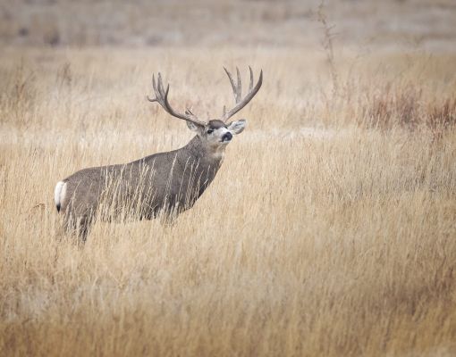 Mule deer buck standing in tall grass in a natural setting.
