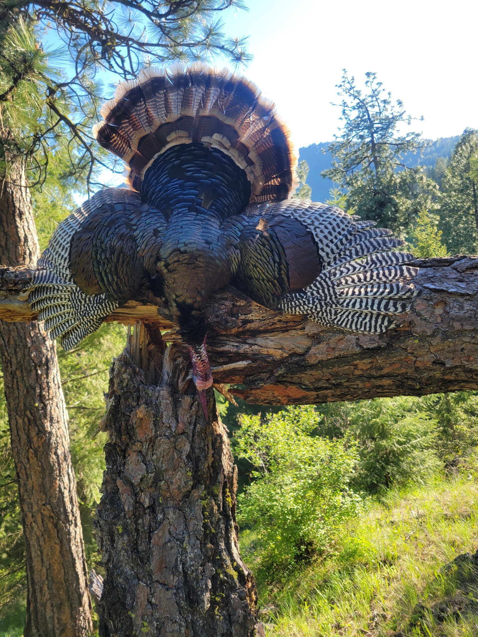 Wild turkey perched on a tree branch in a forest setting.
