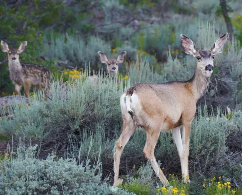 Mule deer family standing among sagebrush and flowers.