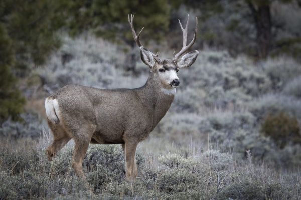 Mule deer buck in sagebrush habitat