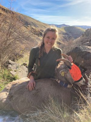 Researcher with collared bighorn sheep in mountainous landscape.