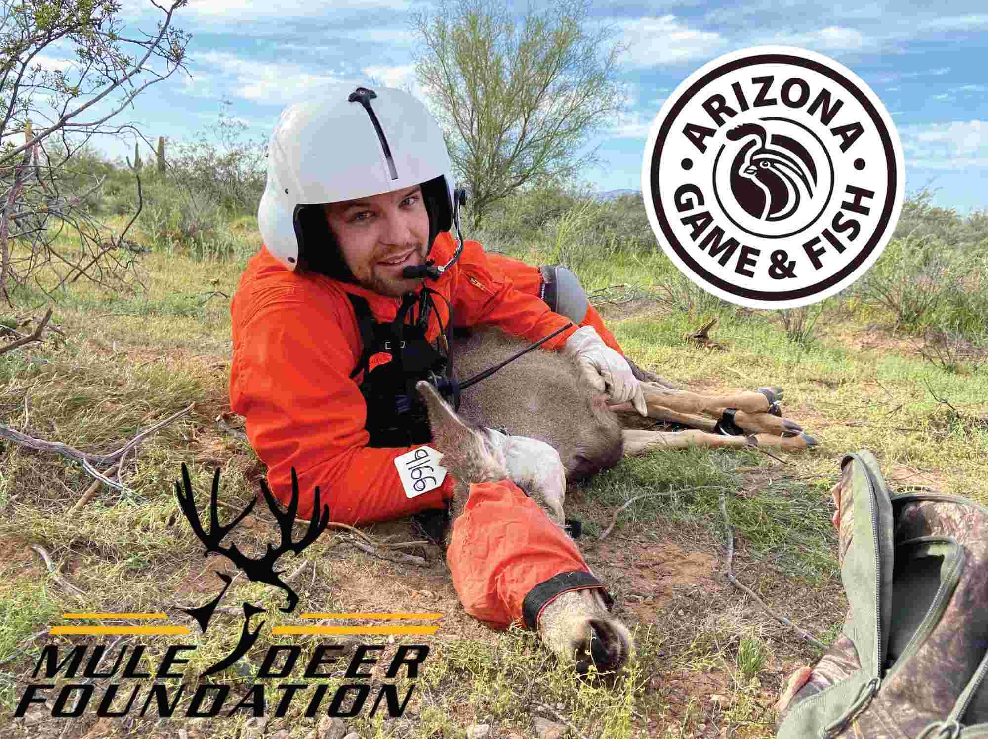 Wildlife rehabilitation worker attending to a mule deer in Arizona.