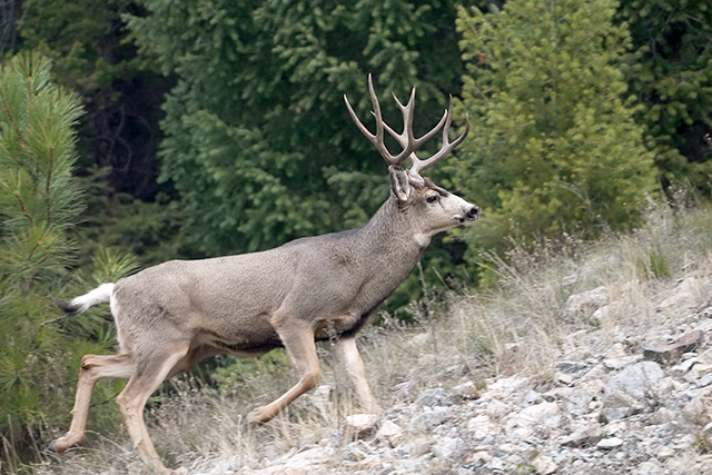 Mule deer buck running through a forested area.