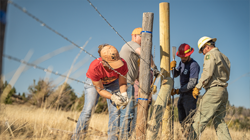Sagebrush plant emerging from dry soil